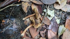 Inocybe jacobi