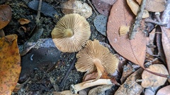 Inocybe jacobi