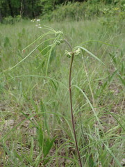 Asclepias stenophylla