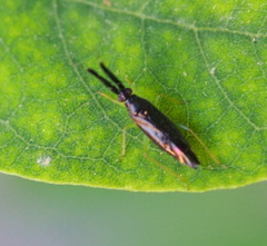 Heterotoma