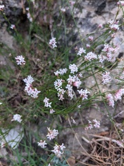 Asperula tenella