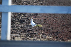 Lagopus muta islandorum