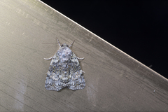 Blenina quinaria
