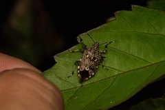 Eocanthecona furcellata