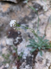 Asperula tenella