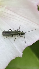 Oedemera