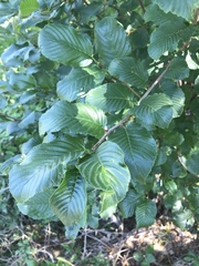 Rhamnus alpina