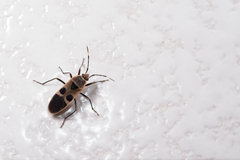 Physopelta gutta gutta