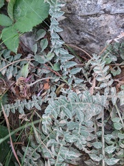 Psephellus declinatus