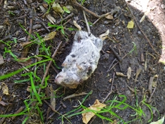 Clethrionomys glareolus