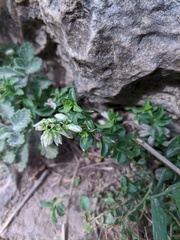 Polygala supina supina