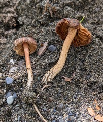 Inocybe jacobi
