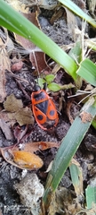 Pyrrhocoris apterus