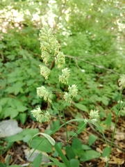 Dactylis glomerata lobata
