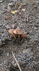 Inocybe jacobi