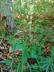 Dactylis glomerata lobata