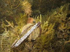 Amblypneustes elevatus elevatus