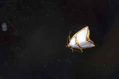 Titulcia confictella