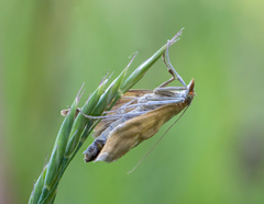 Paratalanta pandalis