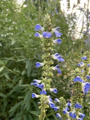 Salvia azurea