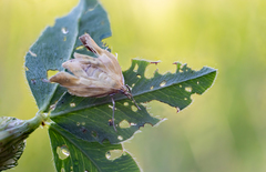 Paratalanta pandalis