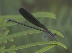 Argia fumipennis