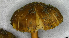 Inocybe jacobi