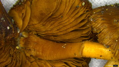 Inocybe jacobi
