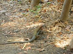 Aspidoscelis guttatus