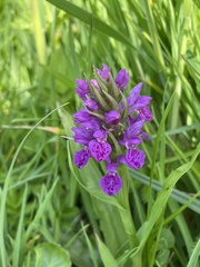 Dactylorhiza purpurella
