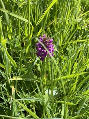 Dactylorhiza purpurella