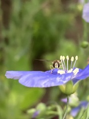 Toxomerus marginatus