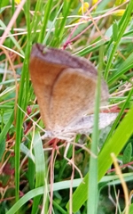 Scotopteryx chenopodiata