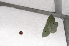 Chlorodontopera taiwana