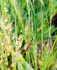Chrysocrambus linetella