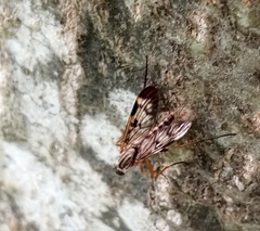 Rhagio atlanticus