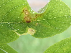 Agromyza soka