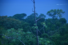 Melanerpes chrysauchen