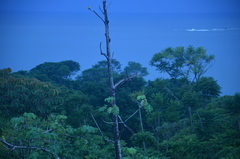 Melanerpes chrysauchen