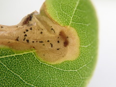 Agromyza soka