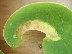 Agromyza soka