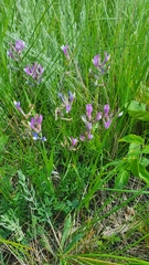 Astragalus macropus