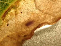 Agromyza soka