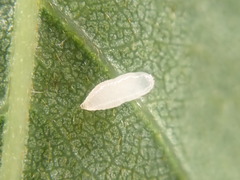 Agromyza soka
