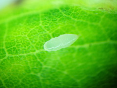Agromyza soka