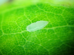 Agromyza soka