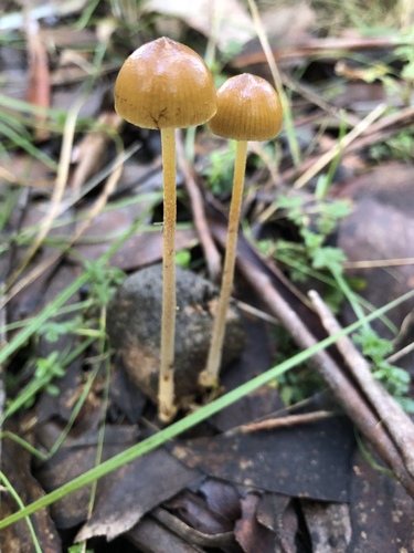 Dung Roundhead