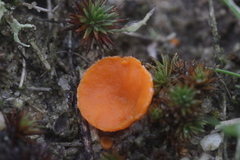 Neottiella