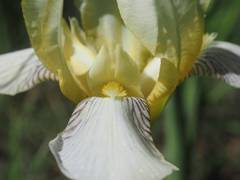 Iris