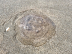 Scyphozoa